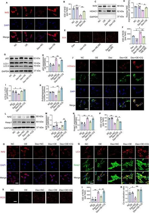 TIGAR activated nuclear factor erythroid-2 related factor (Nrf2) to reduce dexamethasone (Dex)-induced oxidative stress through inducing autophagy.