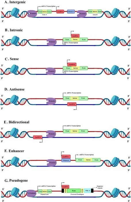 lncRNA classification according to genomic location
