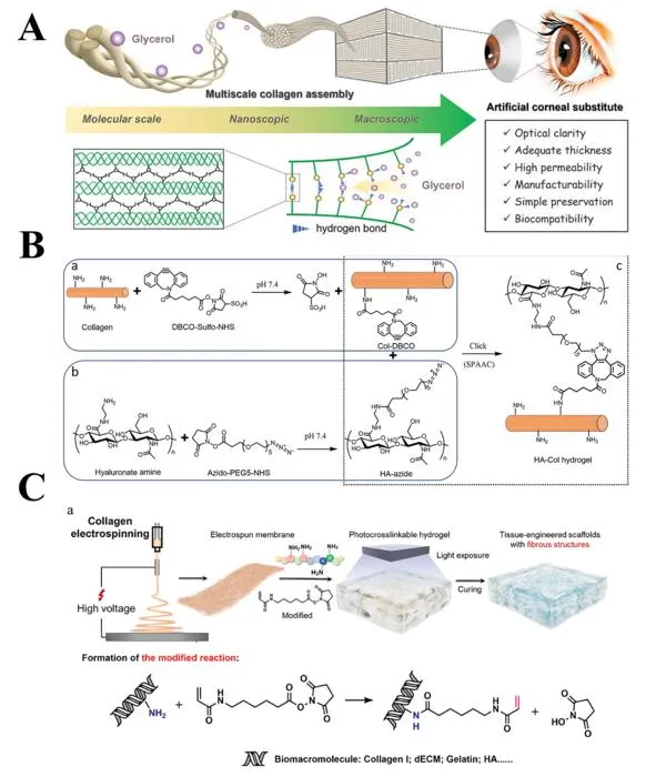 Glycerol-modified collagen fibril film designed for biomimetic corneal applications.