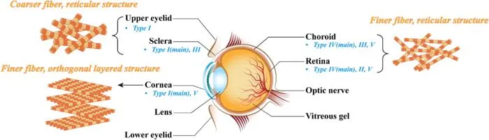 Anatomical structure of the eye showing the distribution and alignment of collagen.