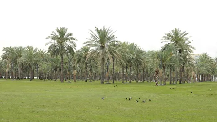Date-palm grove in UAE