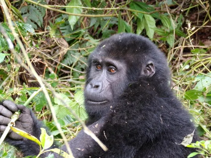 Gorilla Bwindi Impenetrable forest