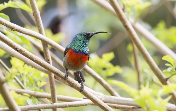 Greater double-collared sunbird