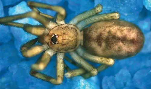 Pikelinia floydmuraria, male paratype.
