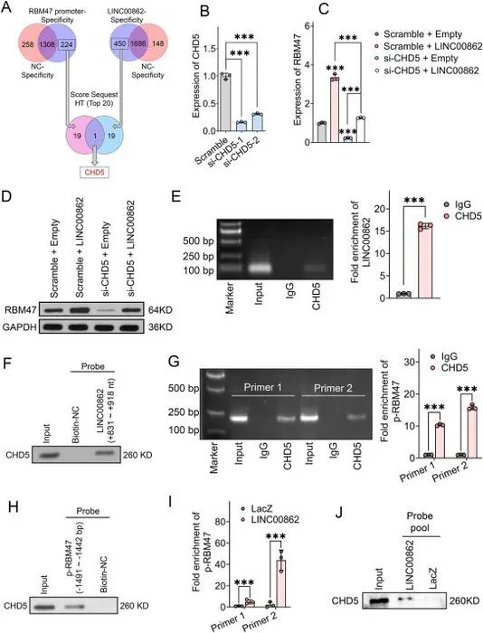 CHD5 participates in the transcriptional regulation of LINC00862 on RBM47.