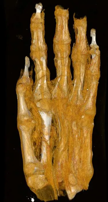 Egyptian mummy hand