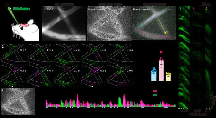 In vivo cortical vascular imaging using an event camera.