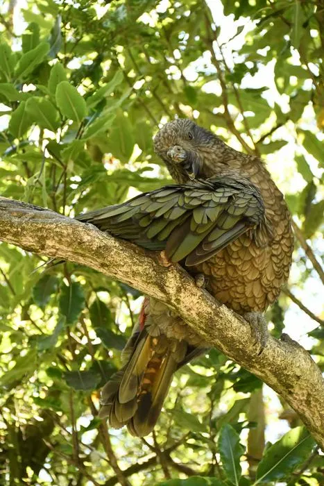 Bruce perched in a tree on one leg preening himself