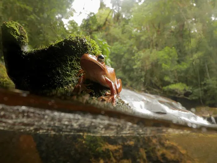 Tree frog 2