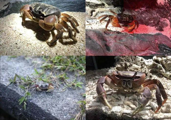 Three 'true crab' species