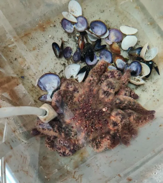 Wasting sea star
