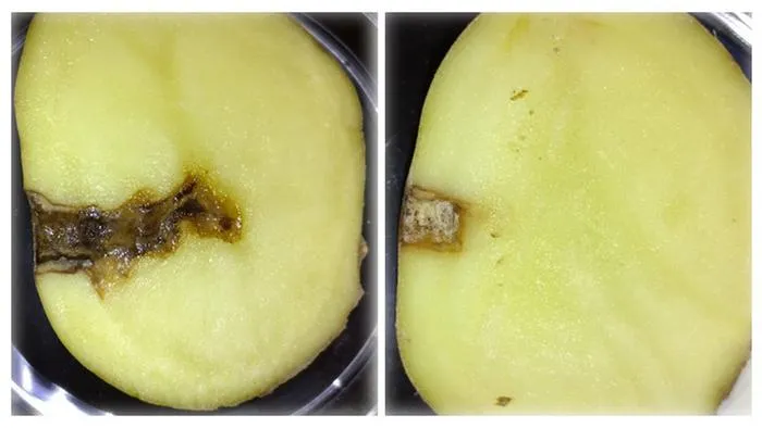 Inoculated potatoes