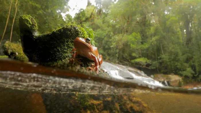Tropical treefrog Boana faber