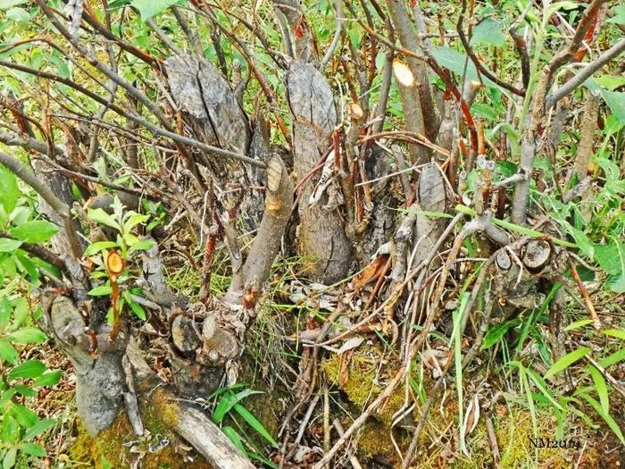 Beaver browsing scars on willow in the Northwest Territories