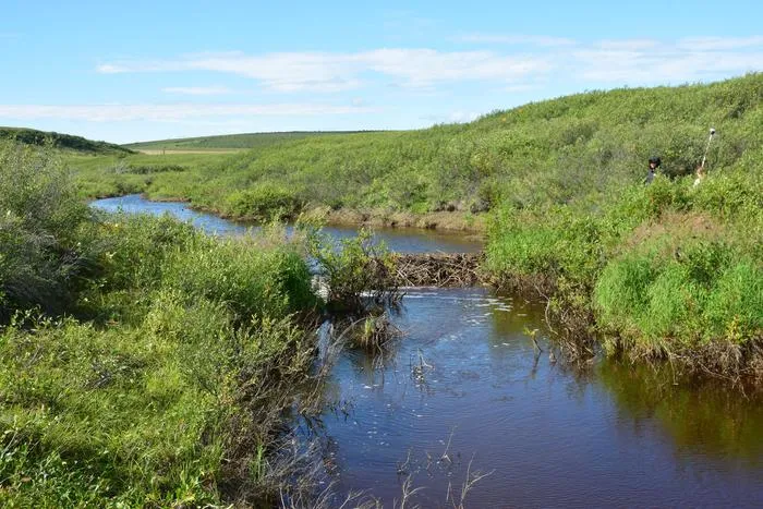 A beaver dam on a river in Trail Valley, Inuvialuit Settlement Region, Northwest Territories