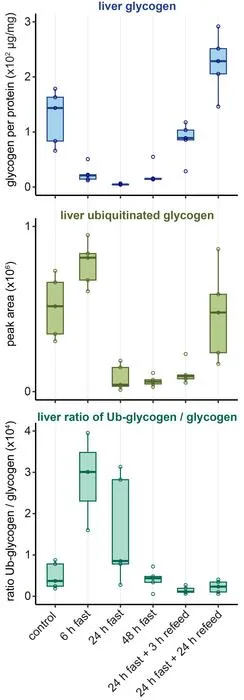 Glycogen_Boxplots Fasting