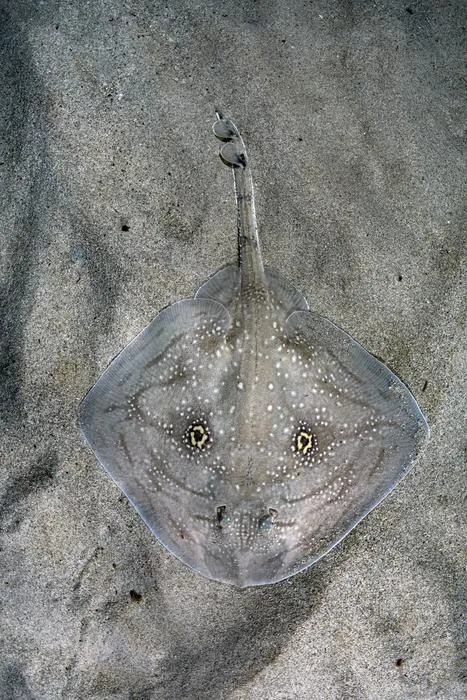 Mediterranean Rough Skate