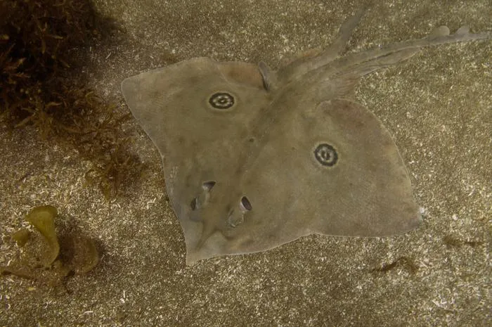 Rasptail Skate
