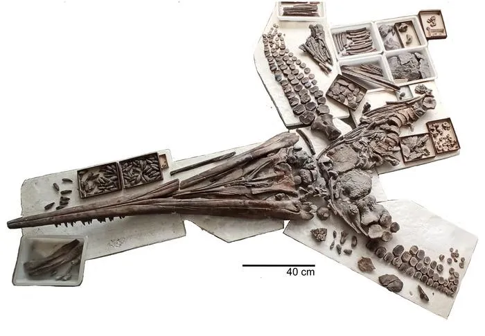 Fossil Temnodontosaurus cf. trigonodon