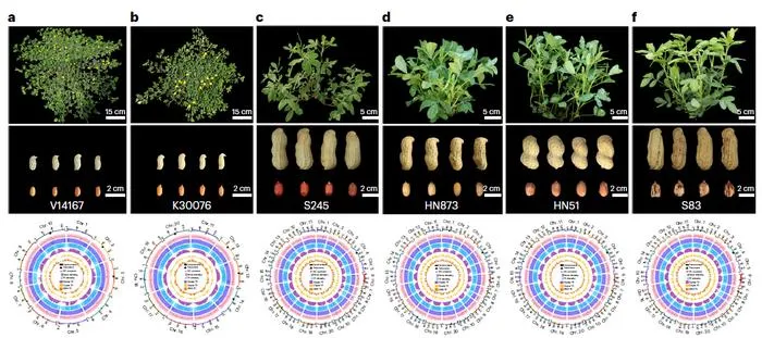 Plant structures, pods, seeds and Circos plot depicting the genomic features of peanut varieties