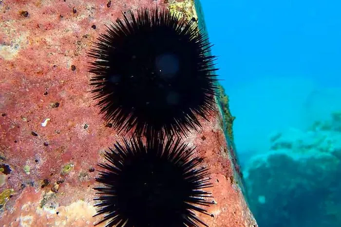 Sea Urchins