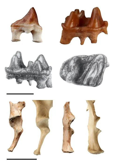 Fossil plate
