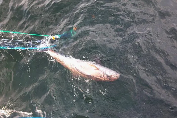 Bycaught Black Sea harbour porpoise