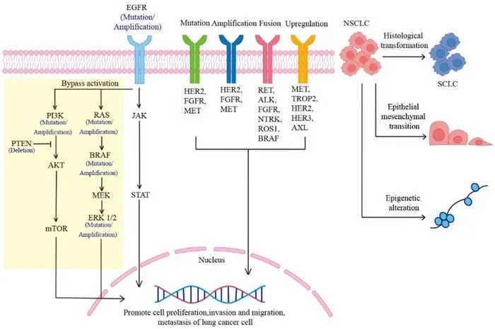 Mechanisms of Resistance to EGFR-TKIs