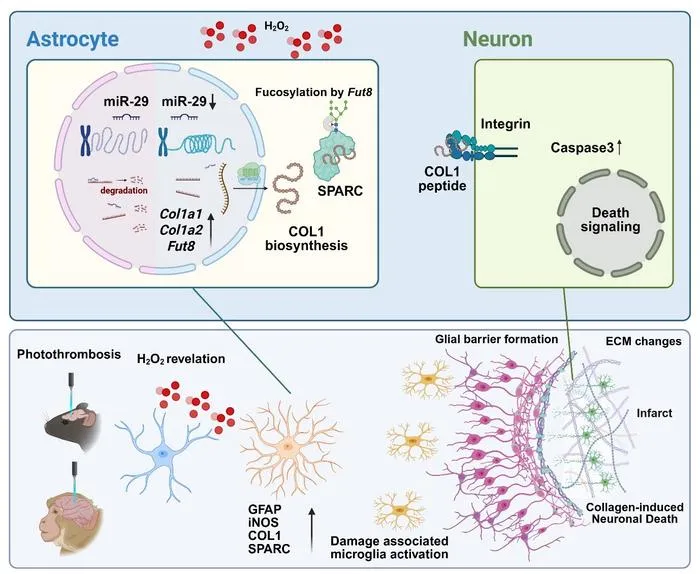 Figure 2. Schematic illustration of astrocyte-derived Type I collagen production and neuronal cell death in ischemic stroke