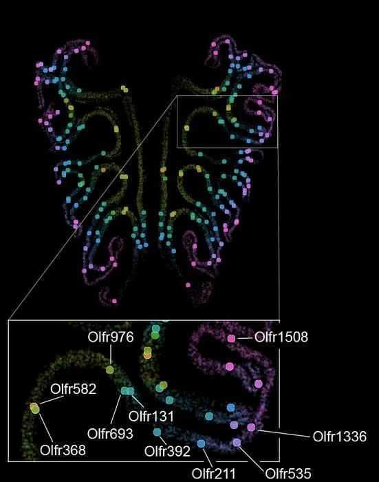 Smell receptors in a mouse nose