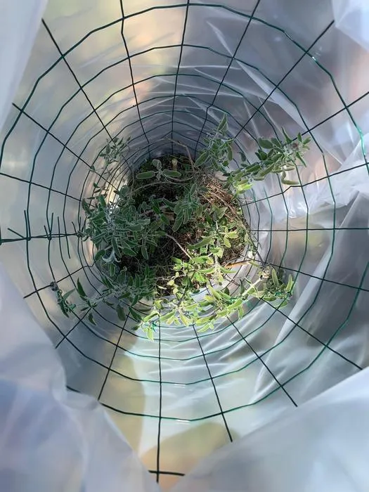 Sage plant