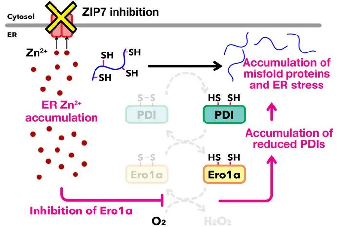 Disruption of zinc homeostasis impairs the redox homeostasis in the ER
