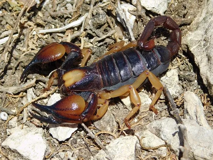 Opistophthalmus latro scorpion