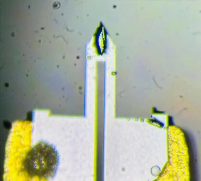 Smaller than a grain of sand. A sample of UTe2 mounted on a cantilever.