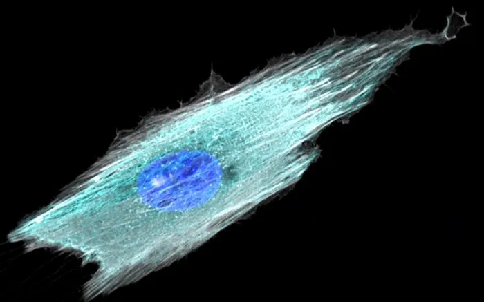 Fibrillar adhesion dynamics govern the timescales of nuclear mechano-response via the vimentin cytoskeleton'
