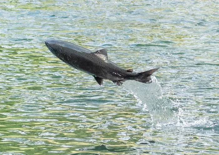 A salmon leaps into the air