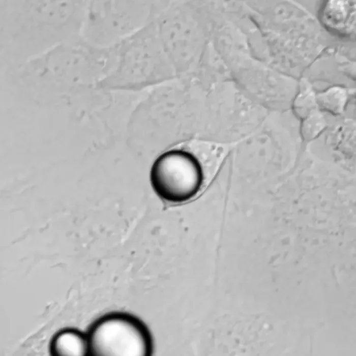 Microbead laser inside cell