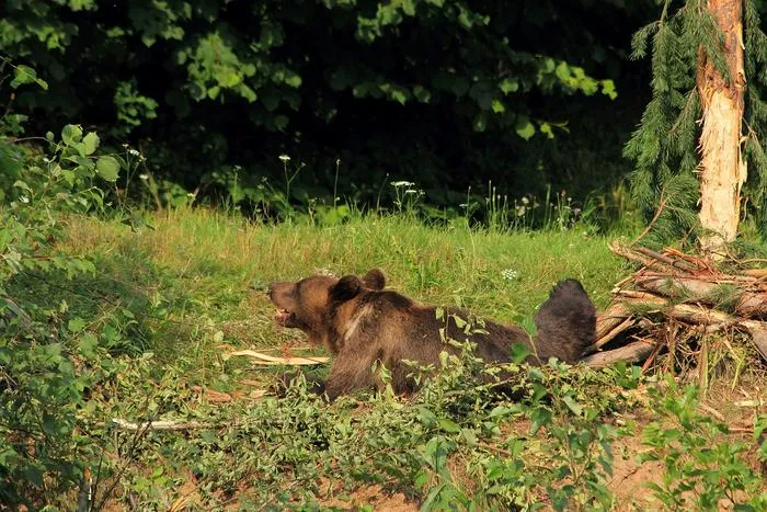 Bear caught in a snare in Covasna County