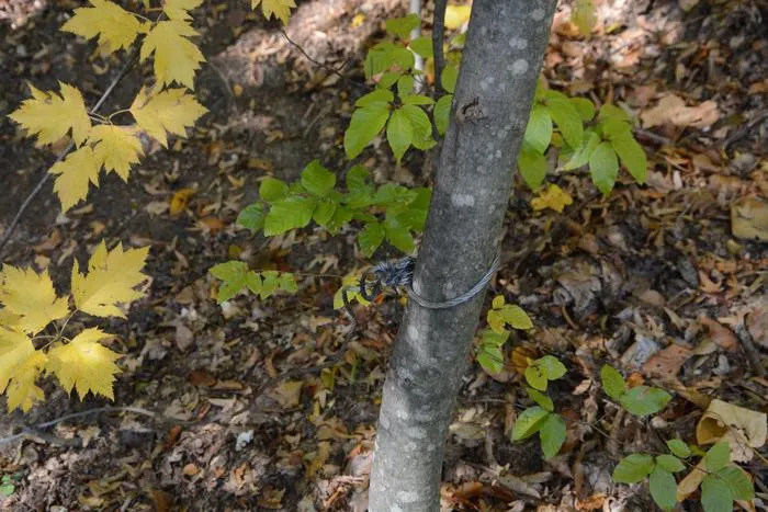An improvised trap, often used by poachers (snares)