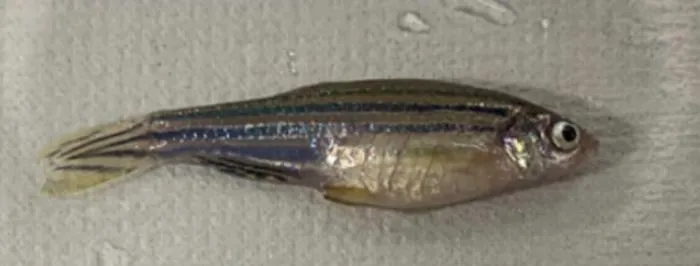 Zebrafish