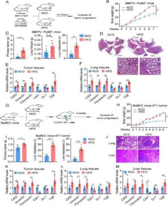 Obesity promotes breast cancer metastasis