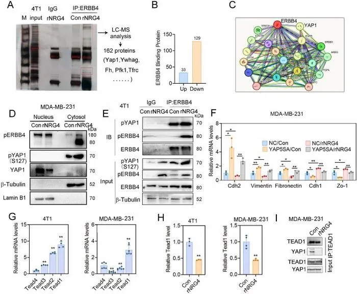 NRG4 facilitates the interaction between pERBB4 and pYAP1 to hinder the nuclear translocation of YAP1