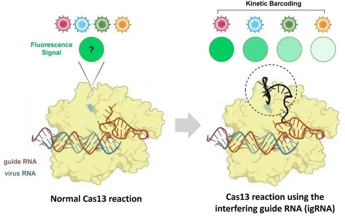 KAIST Identifies Multiple Viruses and Variants Simultaneously by Controlling the “Speed” of CRISPR Gene Scissors​