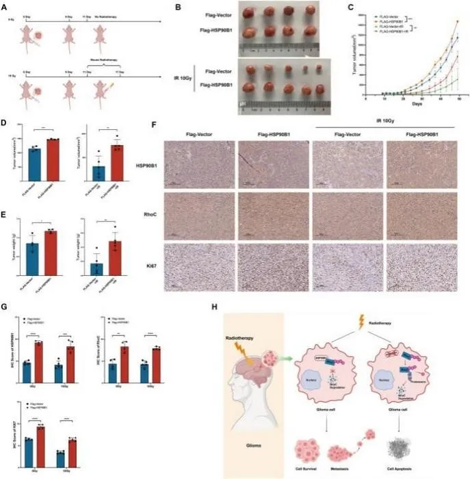 HSP90B1 enhanced tumor proliferation and radioresistance in mice