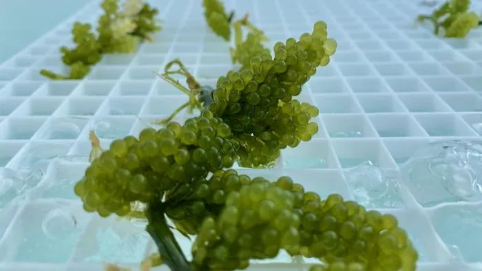 Seaweed integration boosts efficiency and cuts waste in aquaculture, study finds