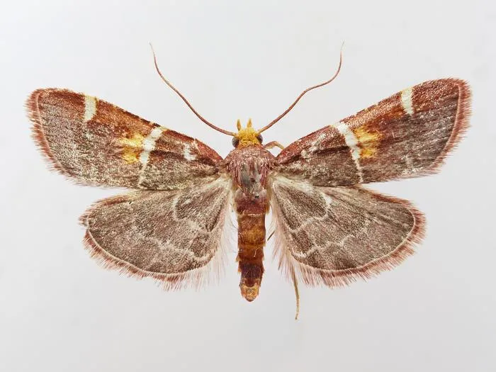 Pyralis papaleonei sp. nov., holotype