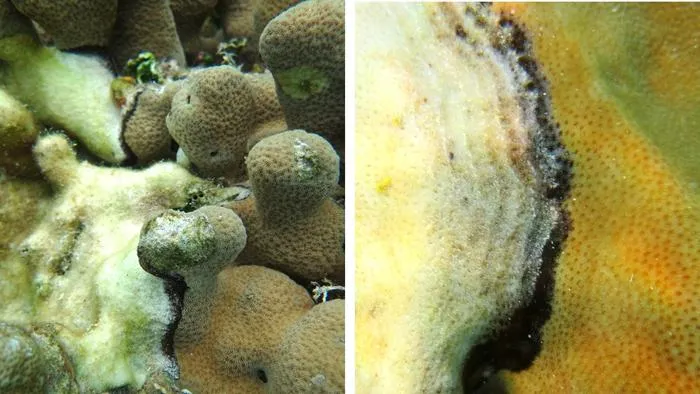 Black Band Disease