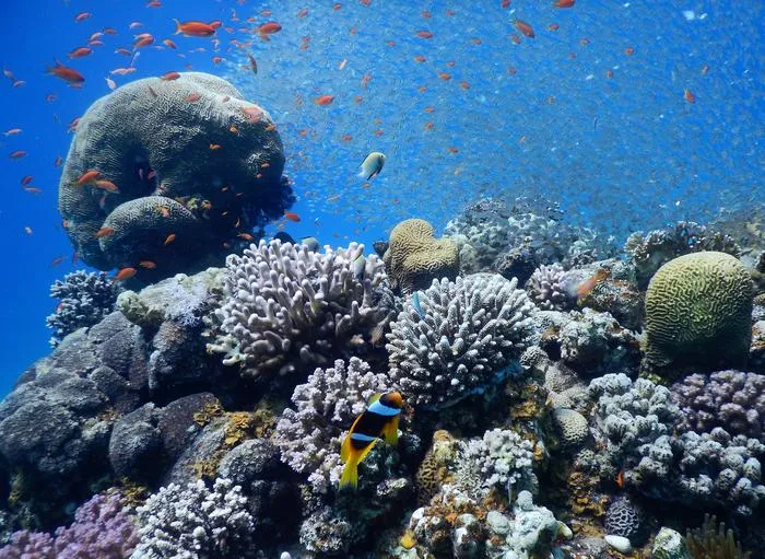 Coral reef