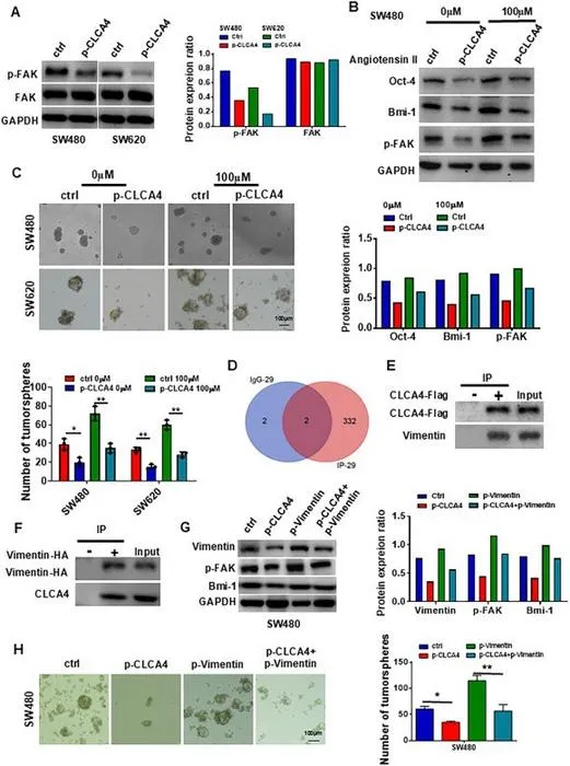 CLCA4 suppressed colorectal cancer stem cell expansion by interacting with vimentin to suppress FAK signaling pathways.
