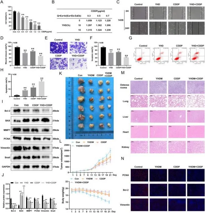 YHD combined with cisplatin (CDDP) has a synergistic inhibitory effect on the growth of OS cells